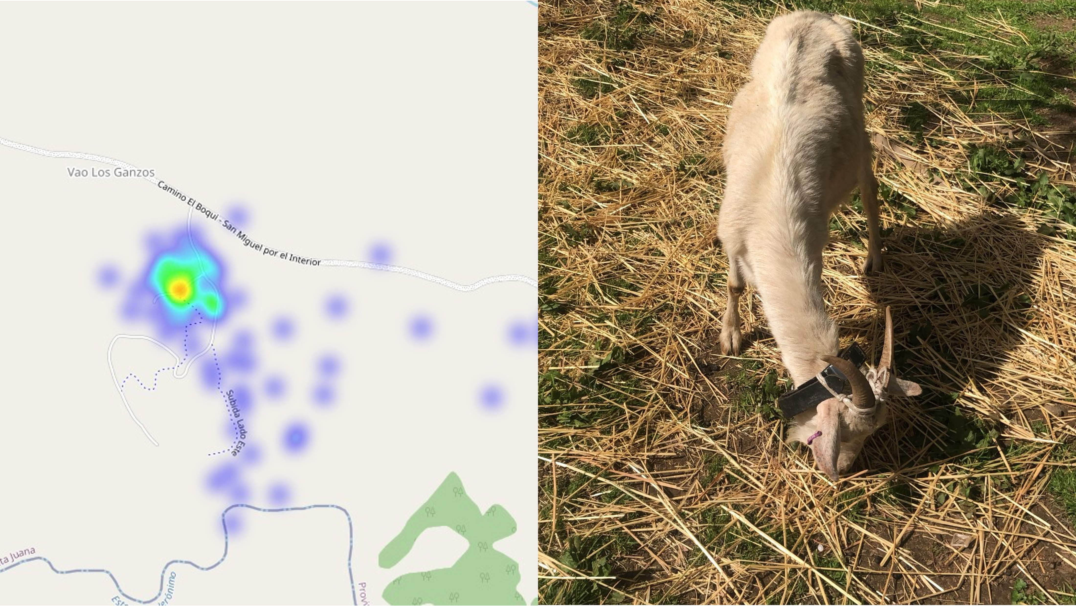 CollarID deployment on goats