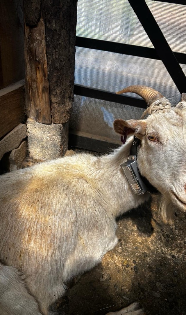 CollarID deployment on goat