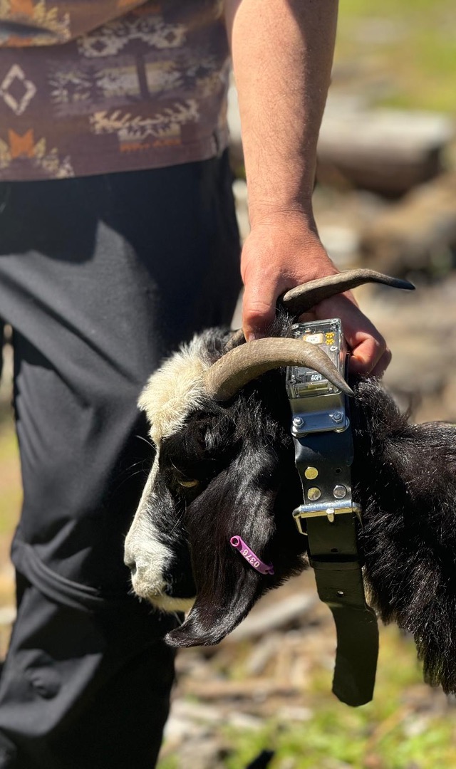 CollarID deployment on goat