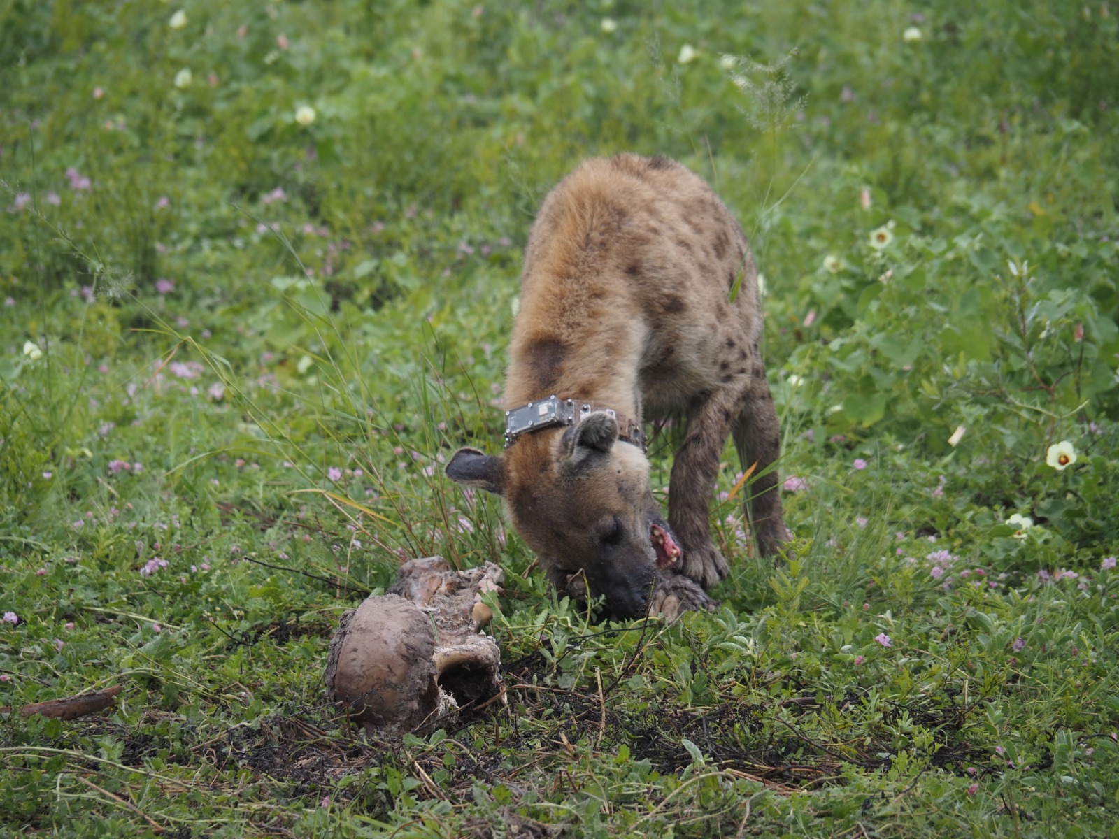 CollarID deployed on spotted hyena in Botswana