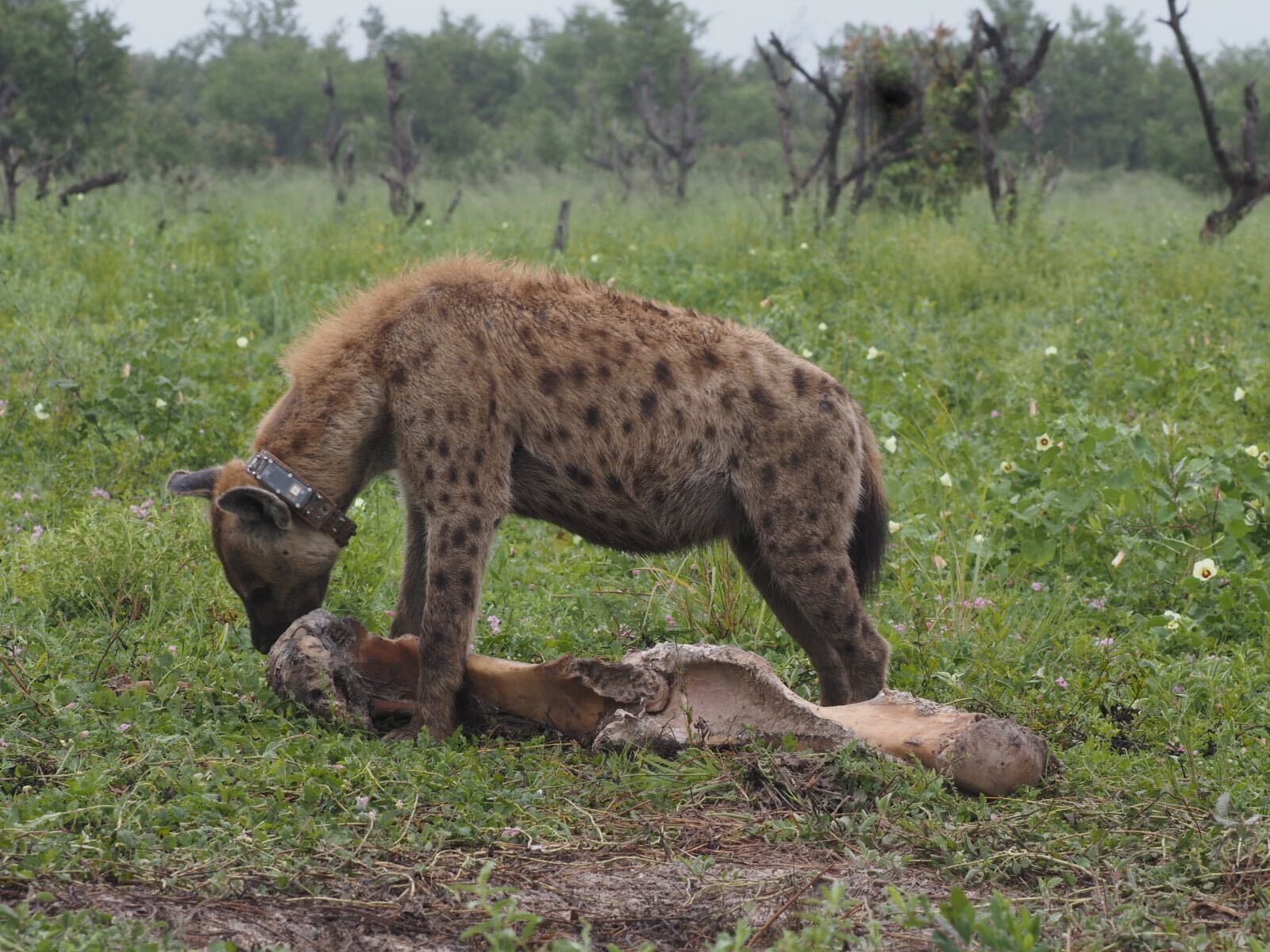 CollarID deployed on spotted hyena in Botswana