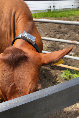CollarID deployment on cattle