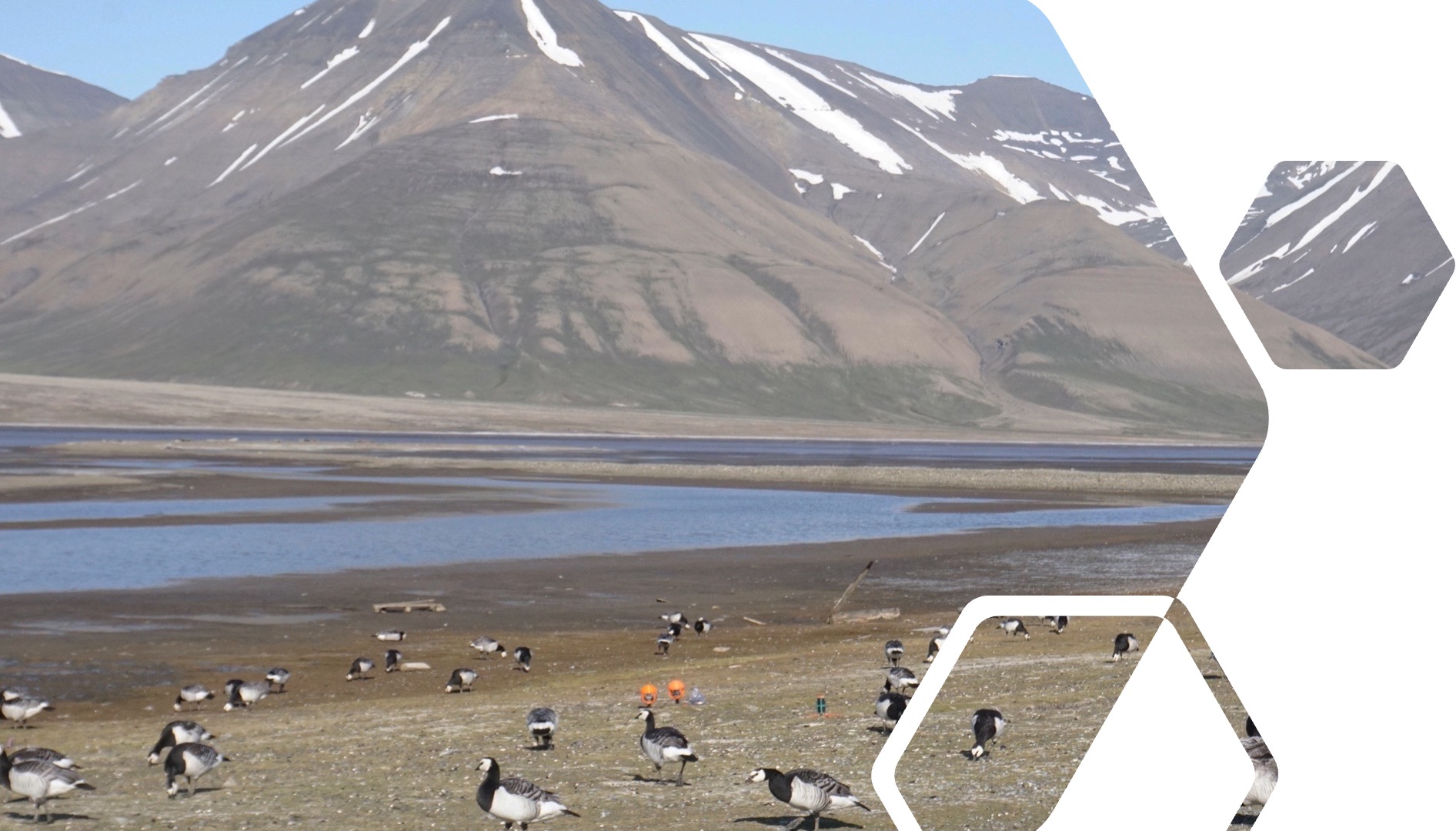 SoundSHROOM deployment